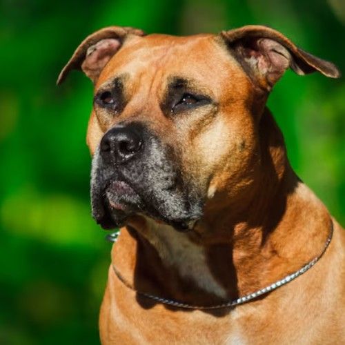 The World of Pitbull Mix Breeds