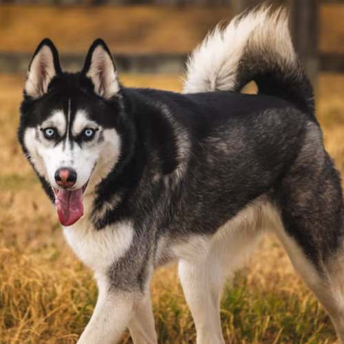 The World’s Most Beautiful Dog Breeds