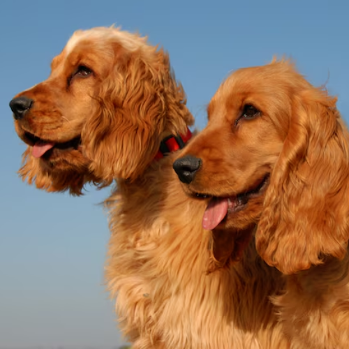 The World’s Most Beautiful Dog Breeds