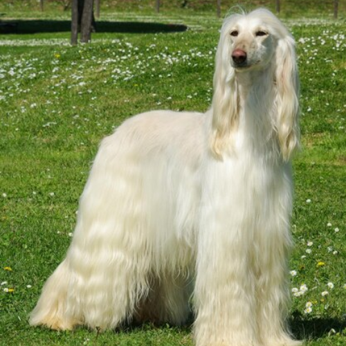 The World’s Most Beautiful Dog Breeds