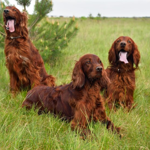 The World’s Most Beautiful Dog Breeds