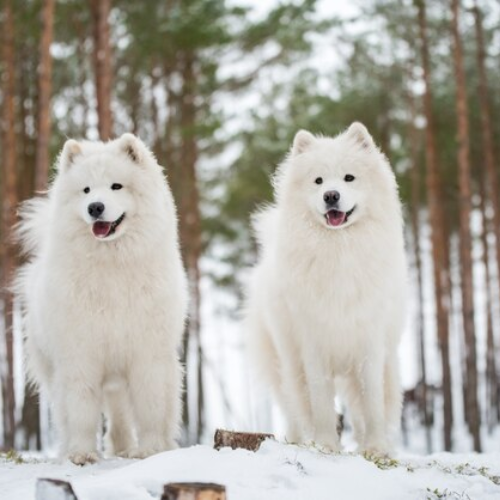 The World’s Most Beautiful Dog Breeds