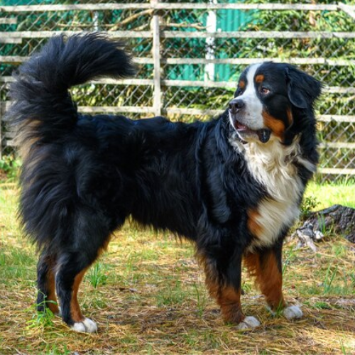 The World’s Most Beautiful Dog Breeds