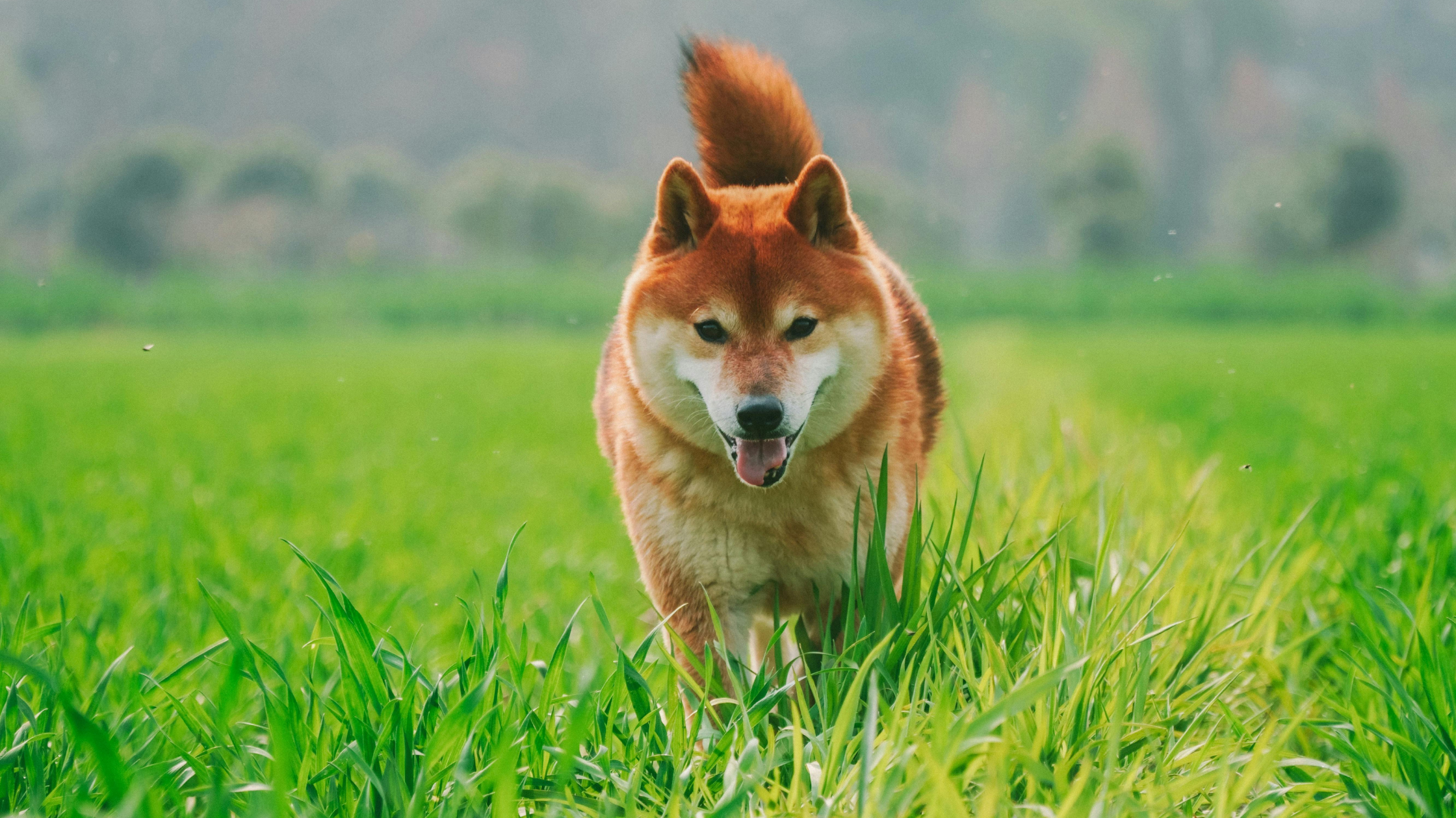 Oldest and Most Ancient Dog Breeds in History