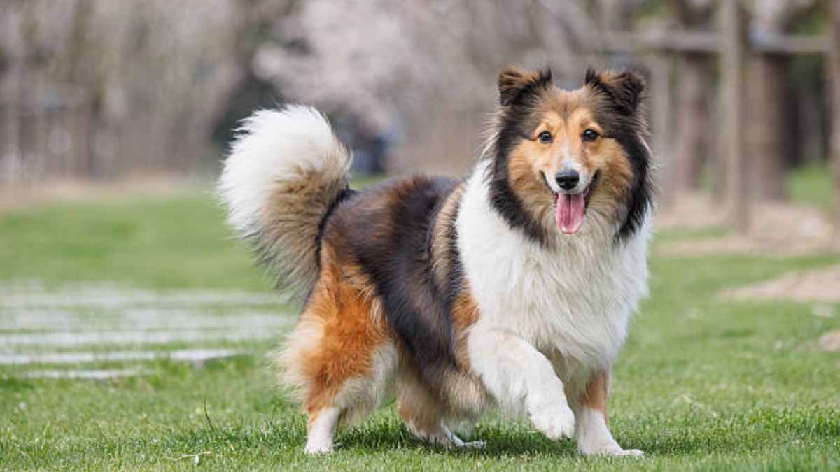 The Shetland Sheepdog Breed