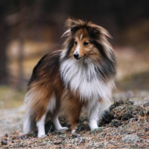 The Shetland Sheepdog Breed