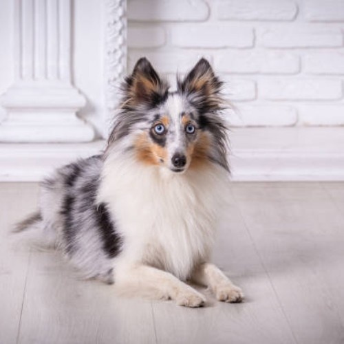 The Shetland Sheepdog Breed