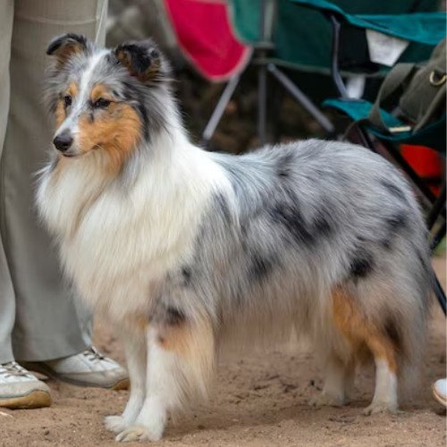 The Shetland Sheepdog Breed