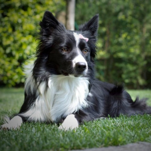 The Shetland Sheepdog Breed