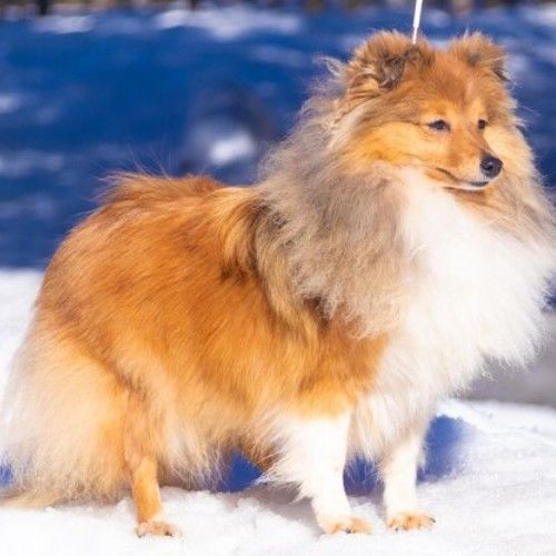 The Shetland Sheepdog Breed