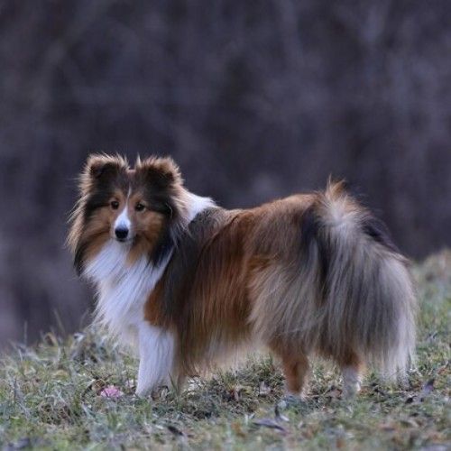 The Shetland Sheepdog Breed