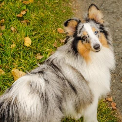 The Shetland Sheepdog Breed