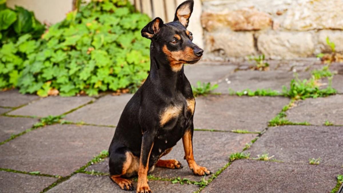 The Miniature Pinscher Dog Breed