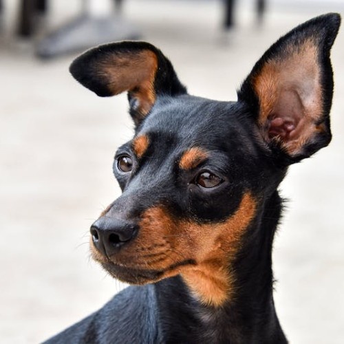 The Miniature Pinscher Dog Breed