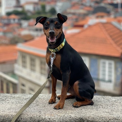 The Miniature Pinscher Dog Breed