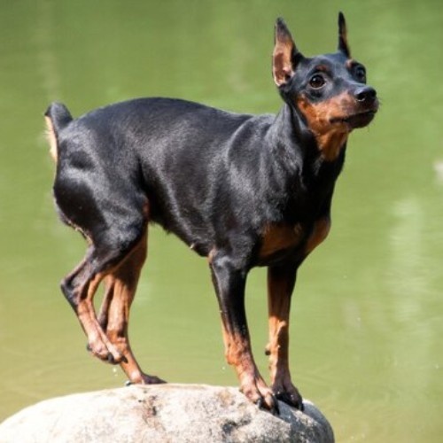 The Miniature Pinscher Dog Breed