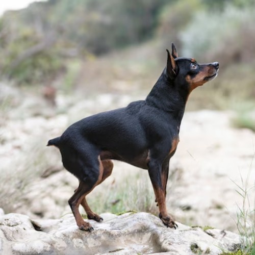 The Miniature Pinscher Dog Breed