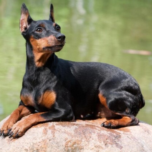 The Miniature Pinscher Dog Breed