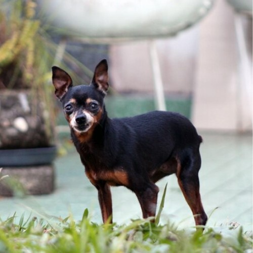 The Miniature Pinscher Dog Breed