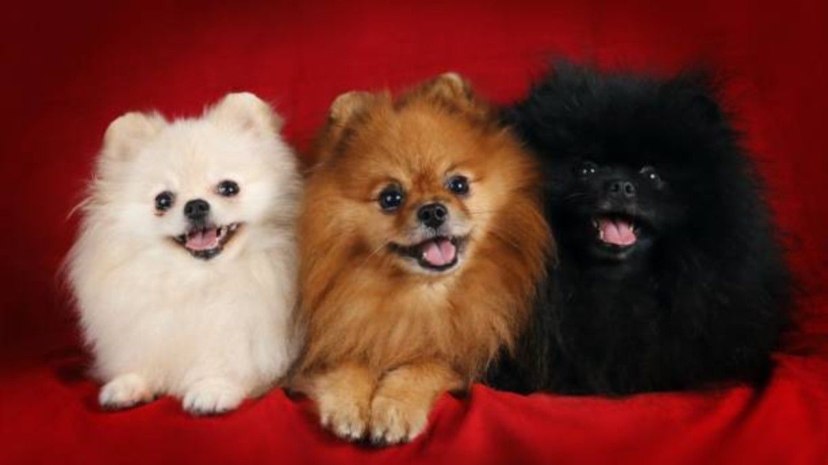 Pomeranian Dog Breed