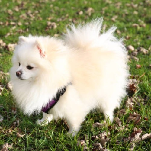 Pomeranian Dog Breed