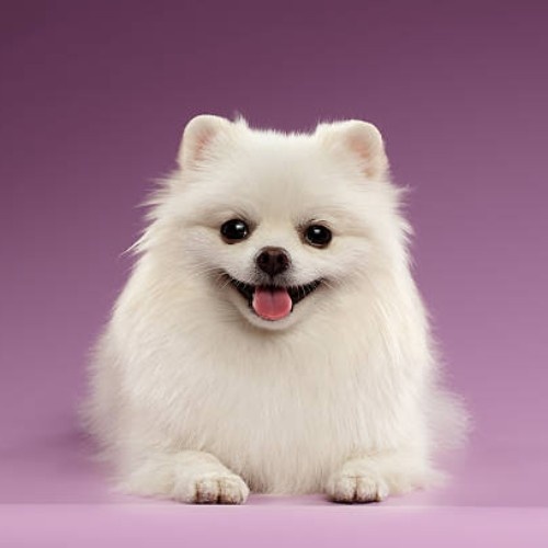 Pomeranian Dog Breed