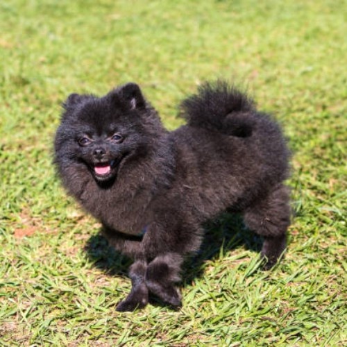 Pomeranian Dog Breed