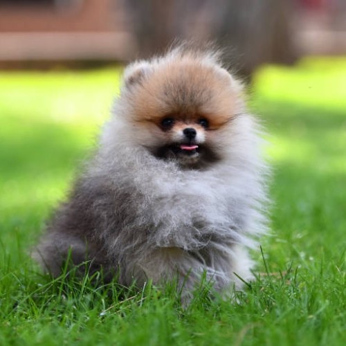 Pomeranian Dog Breed