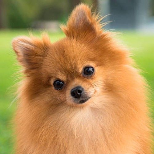 Pomeranian Dog Breed