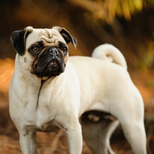 The Adorable Pug