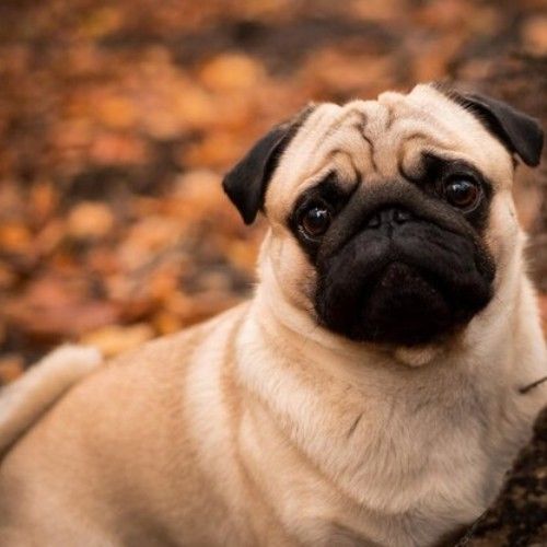 The Adorable Pug