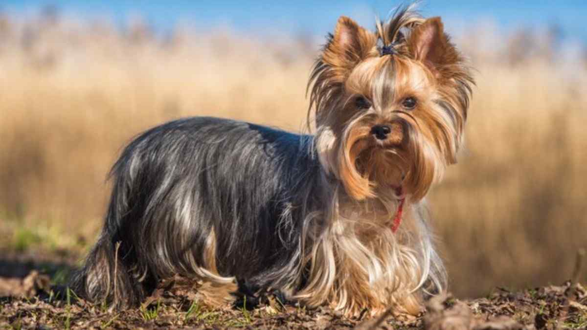 The Yorkshire Terrier