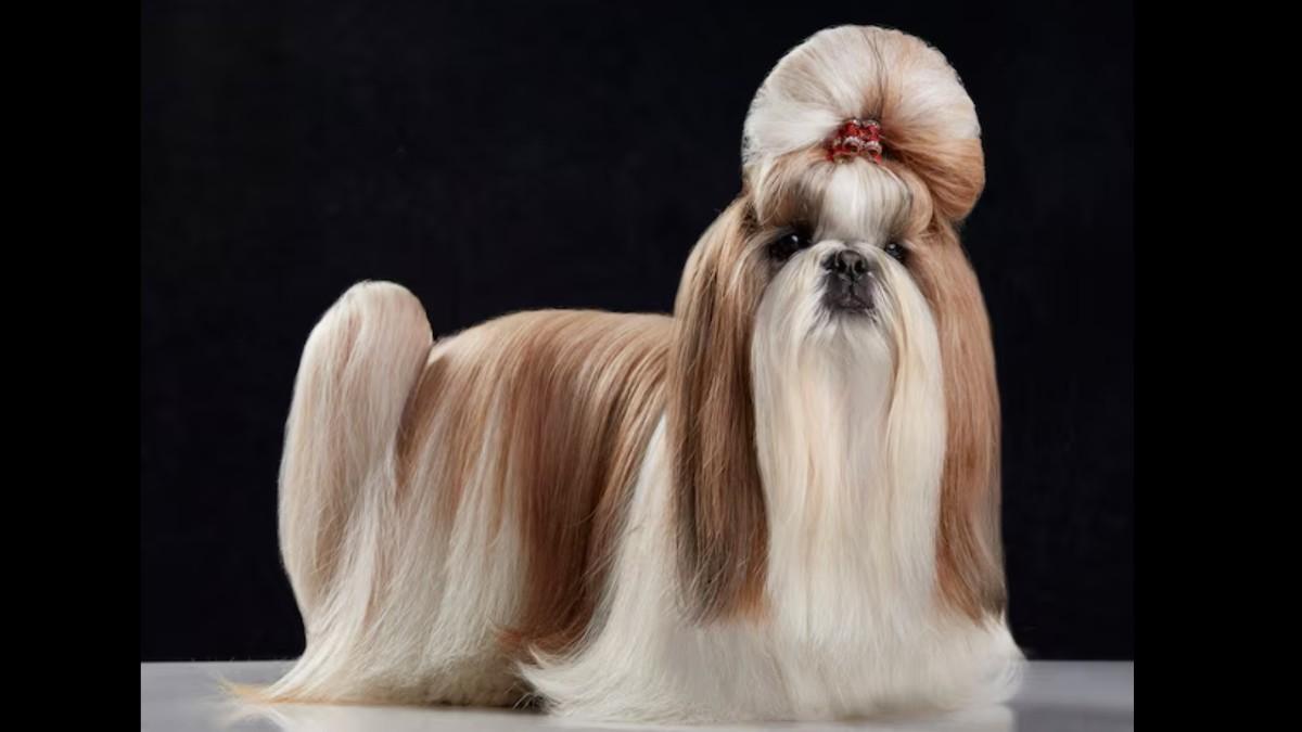 The Enchanting Shih Tzu Dog Breed