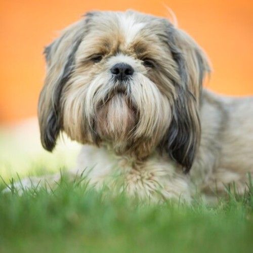 The Enchanting Shih Tzu Dog Breed