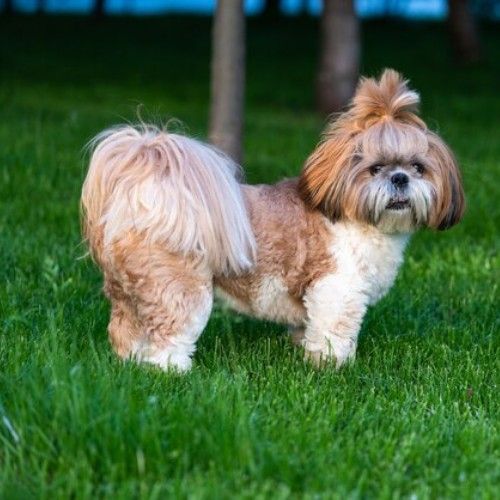 The Enchanting Shih Tzu Dog Breed