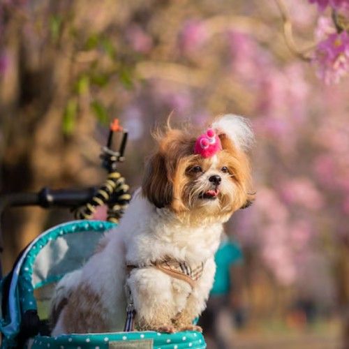 The Enchanting Shih Tzu Dog Breed