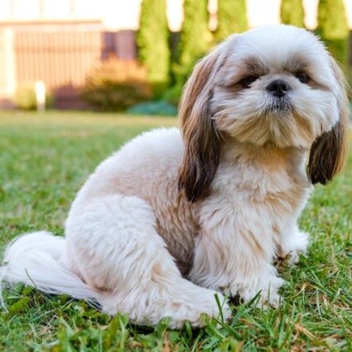 The Enchanting Shih Tzu Dog Breed