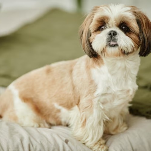 The Enchanting Shih Tzu Dog Breed