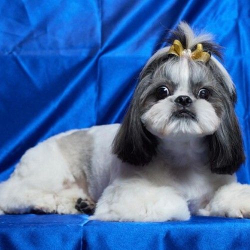 The Enchanting Shih Tzu Dog Breed