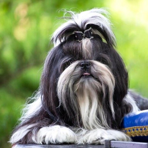 The Enchanting Shih Tzu Dog Breed