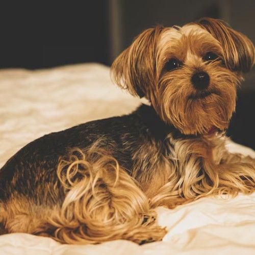 The Yorkshire Terrier