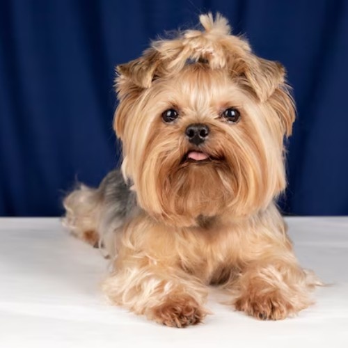 The Yorkshire Terrier