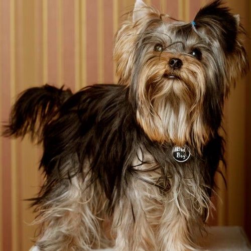 The Yorkshire Terrier