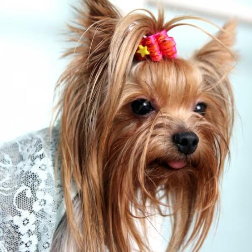 The Yorkshire Terrier