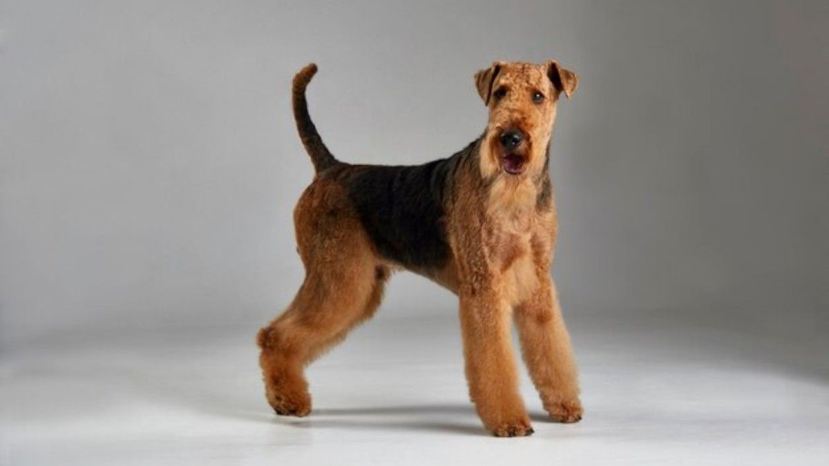 Airedale Terrier Dog Breed