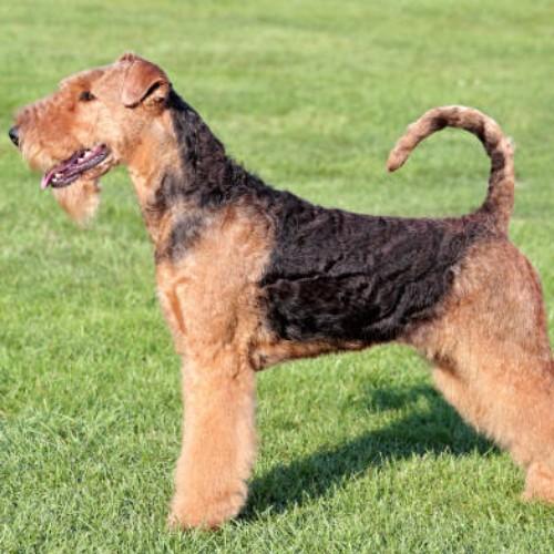 Airedale Terrier Dog Breed