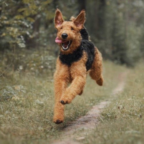 Airedale Terrier Dog Breed