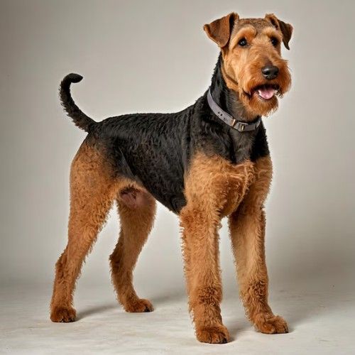 Airedale Terrier Dog Breed