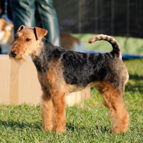 Airedale Terrier Dog Breed