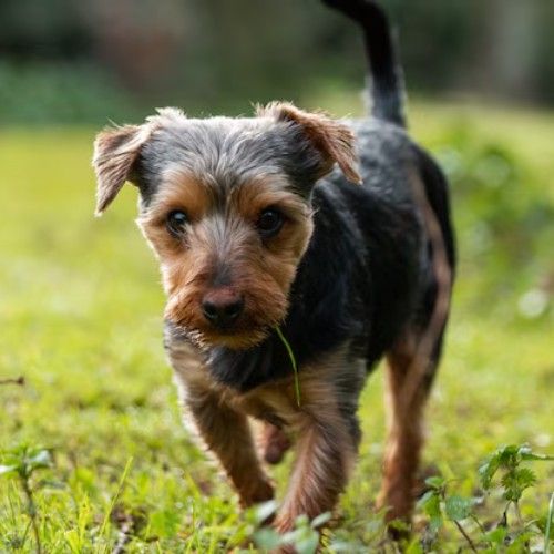 Airedale Terrier Dog Breed